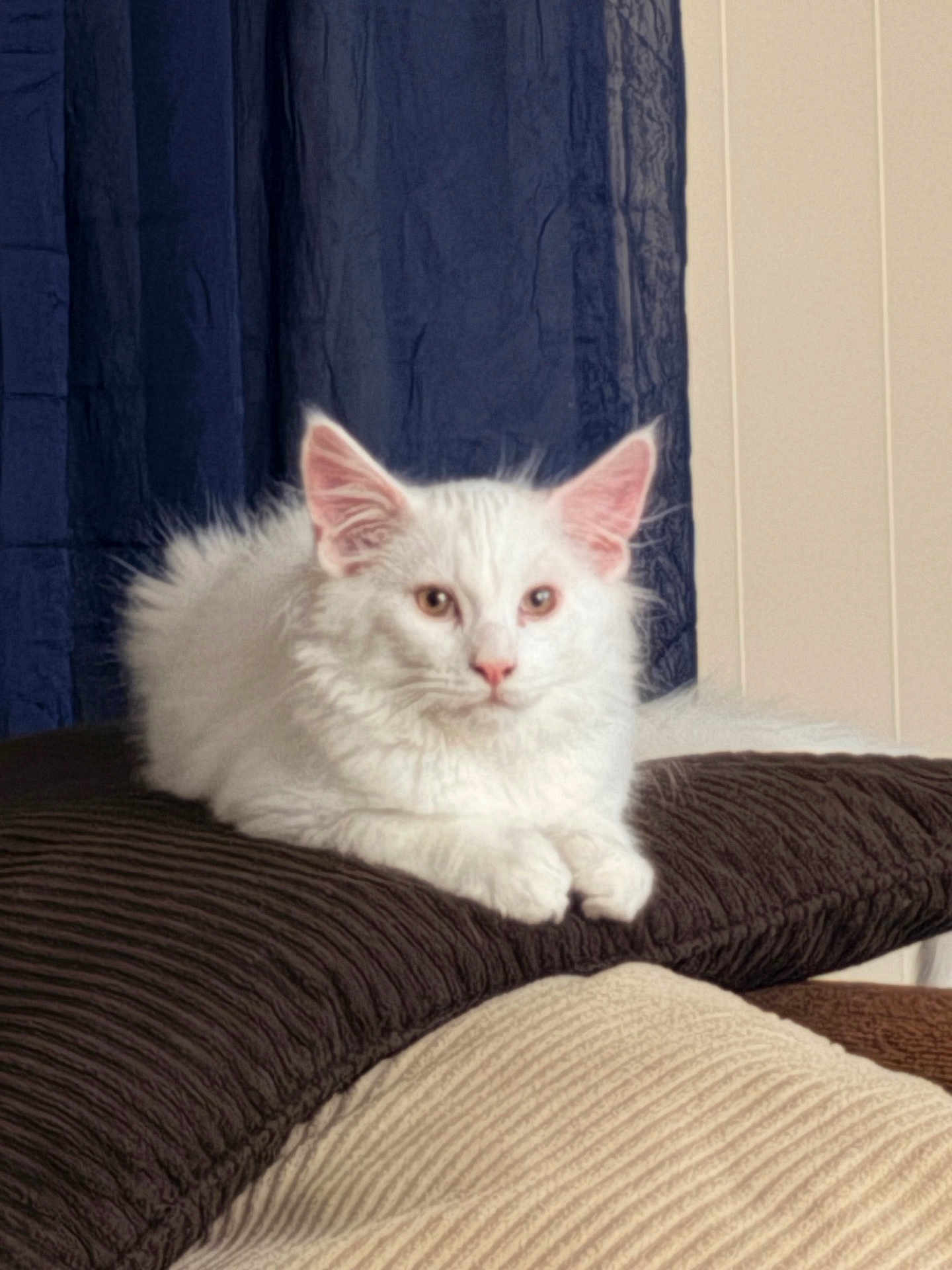 Maximus