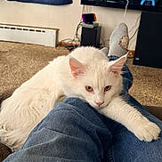 Maximus is registered to the contest to win money with this photo: animal, blue_jeans, carpet, cat, cozy, curtains, electronics, fur, furniture, home, indoor, legs, mammal, paw, person_legs, pet, relaxing, resting, white_cat, window
