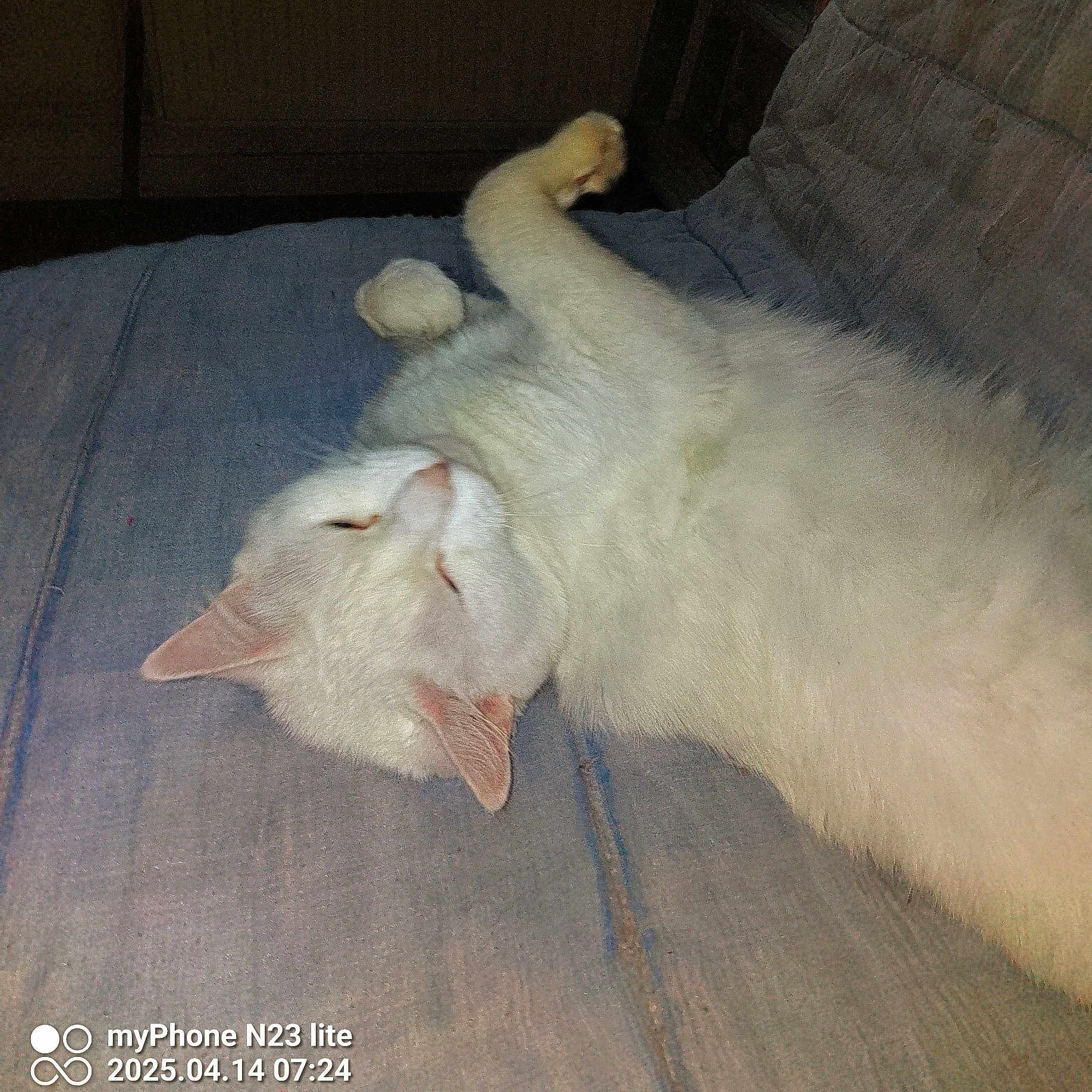 Princesse participe au concours pour gagner de l'argent avec cette photo : abyssinian, angora, animal, armchair, bed, cat, couch, cushion, furniture, hardwood, homedecor, indoors, kitten, linen, manx, person, pet, siamese, sleeping, wood