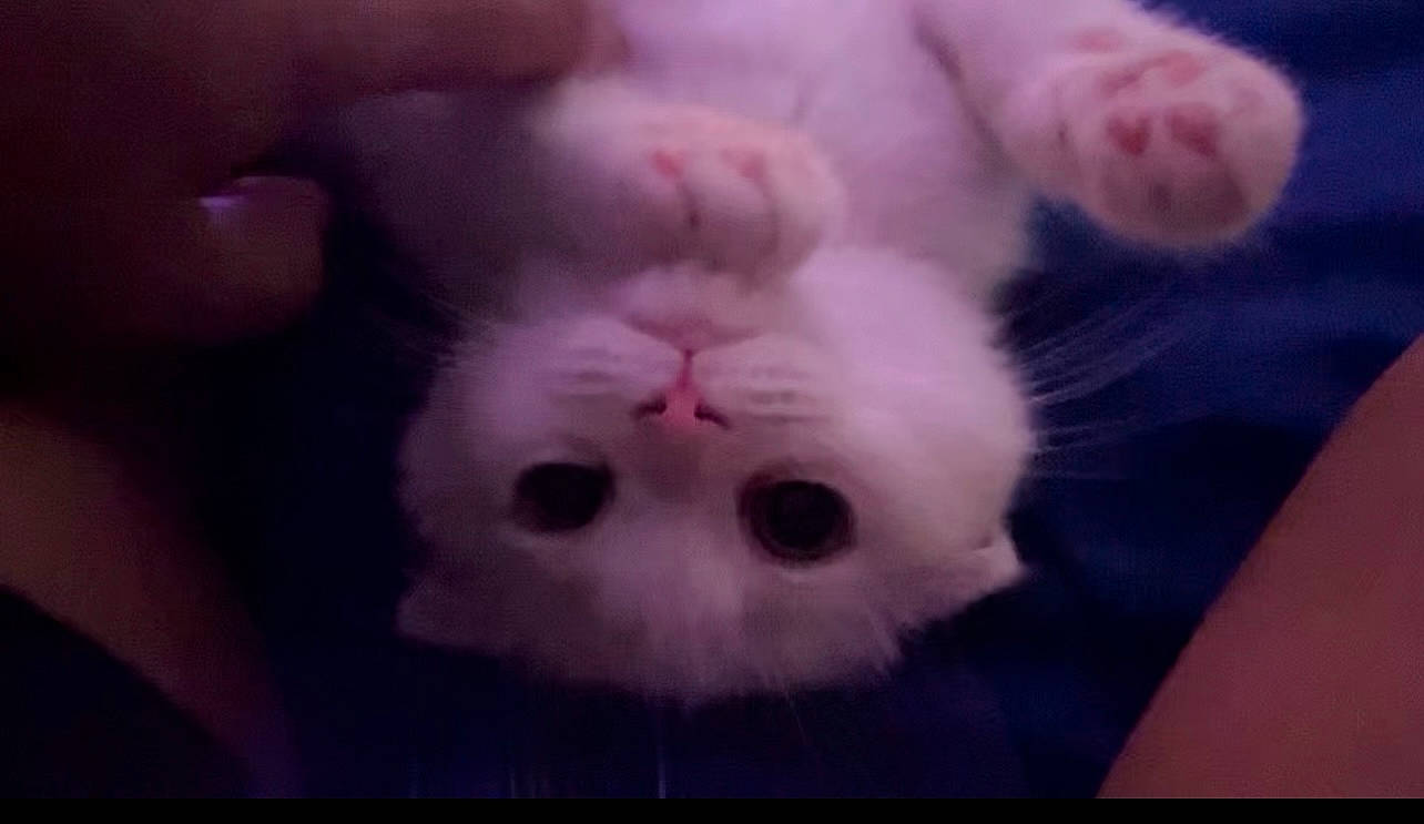 Yuki is registered to the contest to win money with this photo: art, carnivore, cat, domestic_short_haired_cat, felidae, fur, meteorological_phenomenon, nose, paw, pink, plant, sky, small_to_medium_sized_cats, snout, terrestrial_animal, whiskers