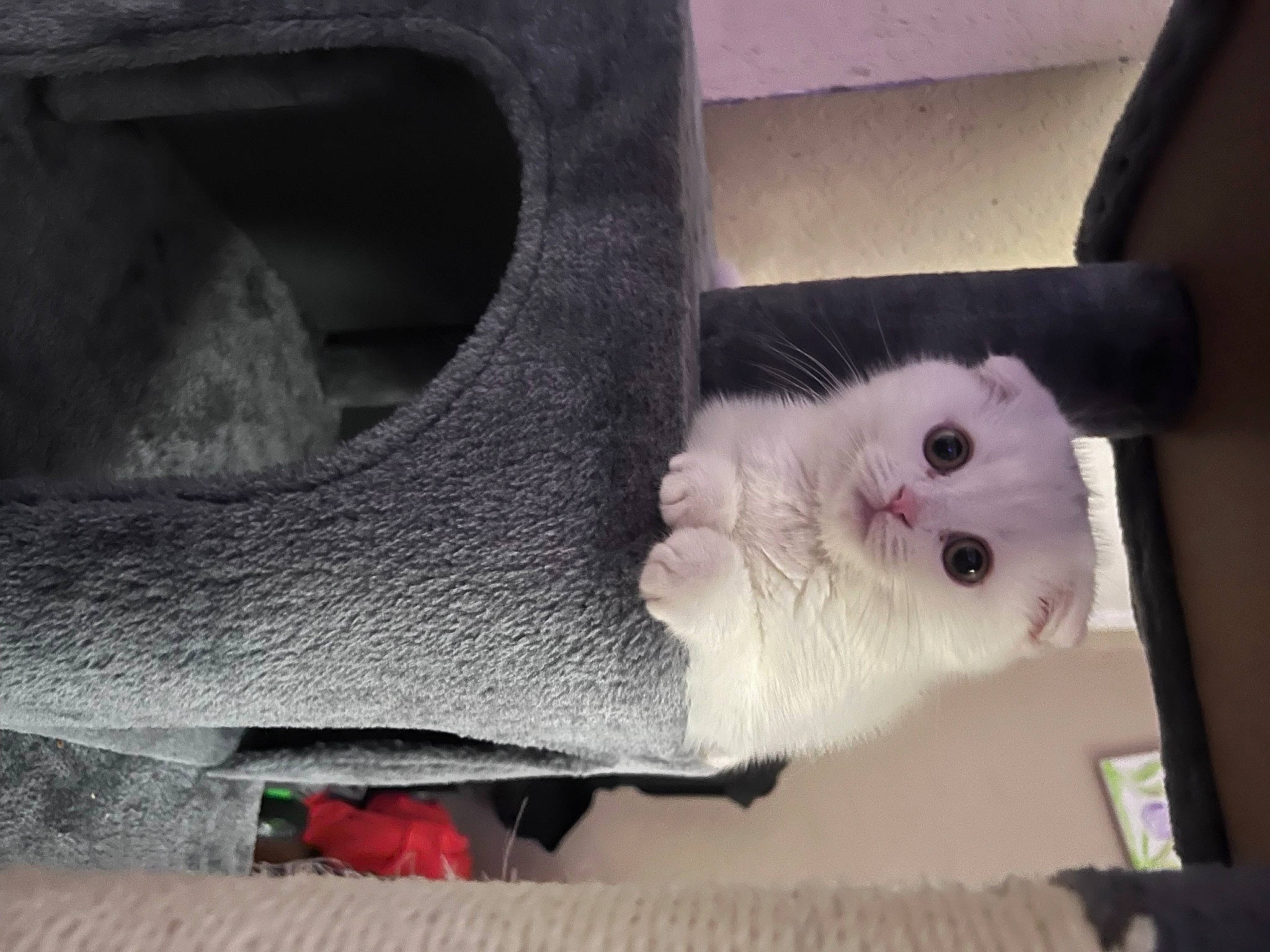 Yuki is registered to the contest to win money with this photo: carmine, carnivore, cat, domestic_short_haired_cat, fawn, felidae, fur, paw, pet_supply, small_to_medium_sized_cats, snout, tail, whiskers, wood