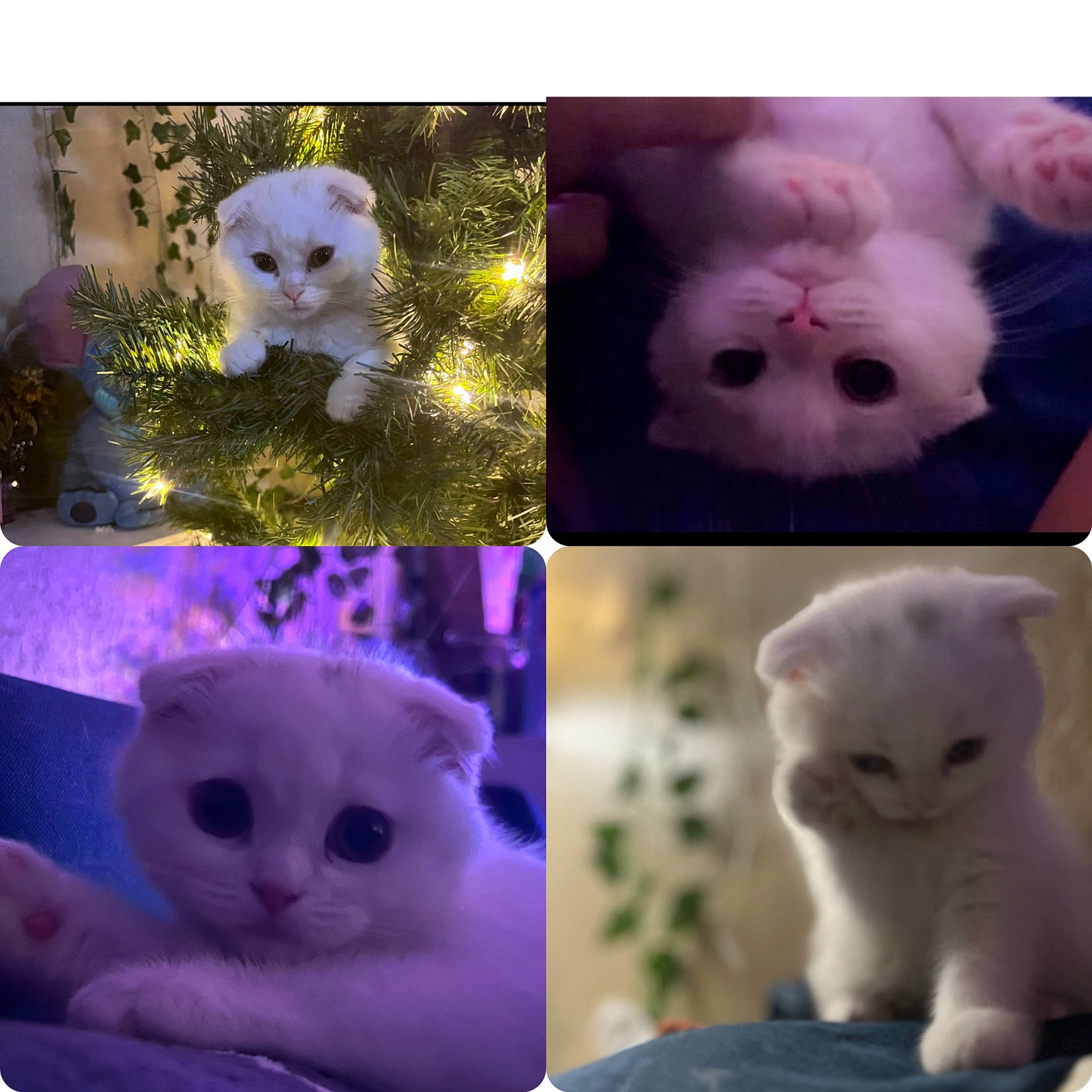 Yuki is registered to the contest to win money with this photo: blue, carnivore, cat, facial_expression, felidae, fur, light, mammal, natural_material, organism, photograph, pink, purple, small_to_medium_sized_cats, snapshot, snout, textile, vertebrate, whiskers, white