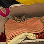 Kiwi is registered to the contest to win money with this photo: cat, tabby_cat, sleeping, towels, blankets, shelf, cozy, indoor, pet, resting, face, fur, ears, home, soft, stacked, folded, animal, cute, relaxed