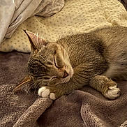 Kiwi joined the competition — help win amazing prizes! cat, tabby, sleeping, nap, cozy, blanket, soft, fur, whiskers, paws, indoor, resting, cute, pet, animal, feline, relaxed, comfort, home, bed