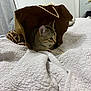 Kiwi joined the competition — help win amazing prizes! cat, kitten, tabby, paper_bag, bed, quilt, indoor, cozy, pet, cute, animal, fur, whiskers, ears, resting, texture, soft, curious, small, domestic