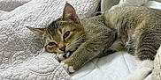 Kiwi is registered to the contest to win money with this photo: cat, tabby, pet, animal, sleeping, relaxed, fur, paw, quilt, bed, indoor, closeup, cute, whiskers, resting, cozy, feline, mammal, soft, comfort