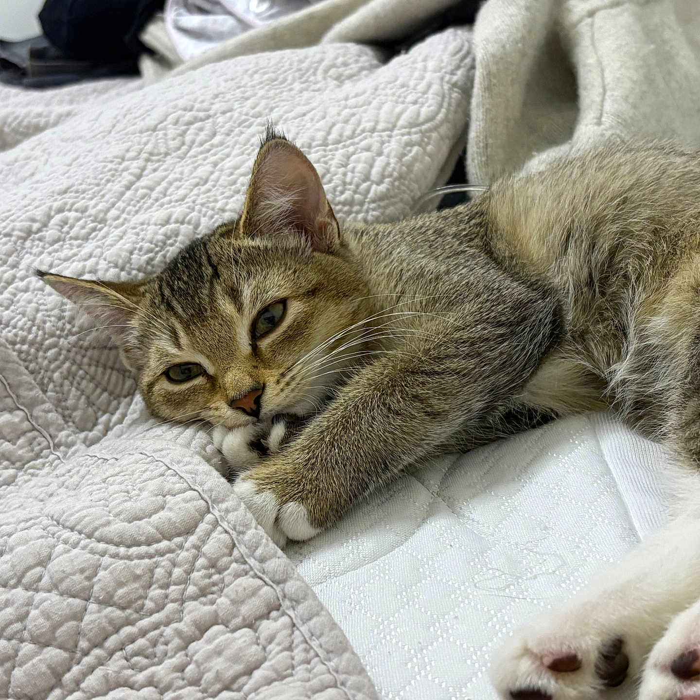 Kiwi is registered to the contest to win money with this photo: animal, bed, cat, closeup, comfort, cozy, cute, feline, fur, indoor, mammal, paw, pet, quilt, relaxed, resting, sleeping, soft, tabby, whiskers