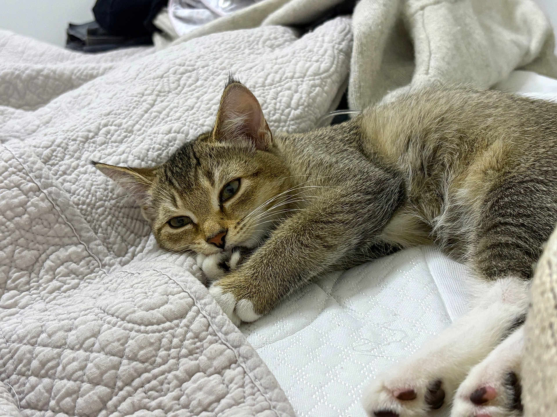 Kiwi is registered to the contest to win money with this photo: cat, tabby, pet, animal, sleeping, relaxed, fur, paw, quilt, bed, indoor, closeup, cute, whiskers, resting, cozy, feline, mammal, soft, comfort