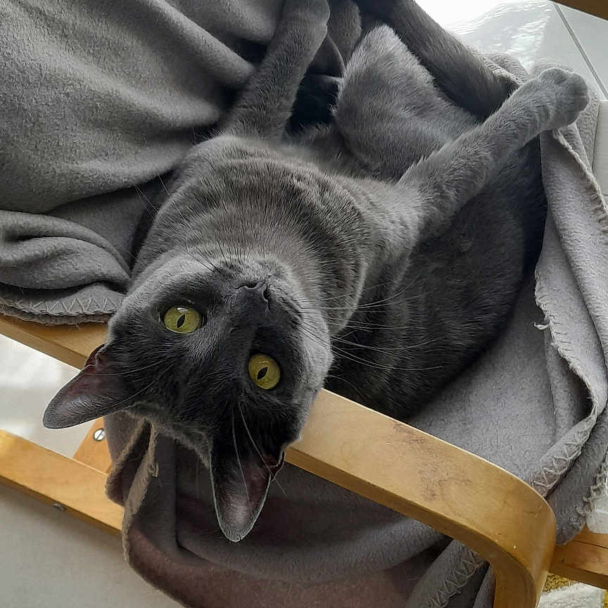 Mimi participe au concours pour gagner de l'argent avec cette photo : animal, blanket, cat, comfortable, cozy, curious, feline, floor_tiles, fur, gray_cat, home, indoor, paws, pet, relaxed, resting, tail, whiskers, wooden_chair, yellow_eyes