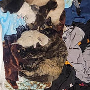 Penny is registered to the contest to win money with this photo: animals, bedroom, black_and_white_cat, blanket, cats, clothes, cuddling, cute, drawer, furry, indoor, kittens, laundry, pets, pile, relaxed, siamese_cat, sleeping, tabby_cat, wood_floor