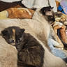 Penny joined the competition — help win amazing prizes! animal, bed, blanket, cat, cozy, cuddling, feline, fur, indoor, kitten, lying_down, paws, pet, plush_toy, portrait, relaxed, siamese_cat, sleeping, tortoiseshell_cat, whiskers