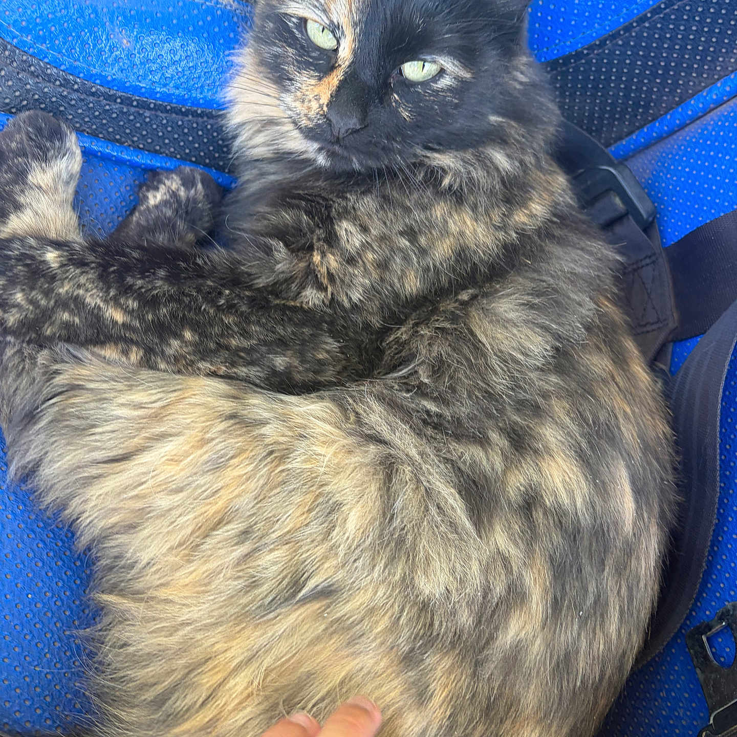 Penny