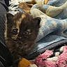 Penny joined the competition — help win amazing prizes! animal, bed, blanket, cat, closeup, cozy, cute, eyes, furry, home, indoors, kitten, person, pet, plush_toy, portrait, sitting, television, tortoiseshell, whiskers