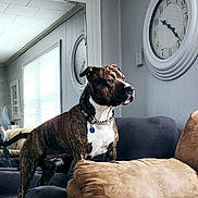 Hades joined the competition — help win amazing prizes! dog, brindle, couch, living_room, clock, mirror, collar, alert, pet, indoor, furniture, house, canine, watchful, domestic_animal, comfort, pillow, decor, wall, muscular