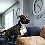 dog, brindle, couch, living_room, clock, mirror, collar, alert, pet, indoor, furniture, house, canine, watchful, domestic_animal, comfort, pillow, decor, wall, muscular