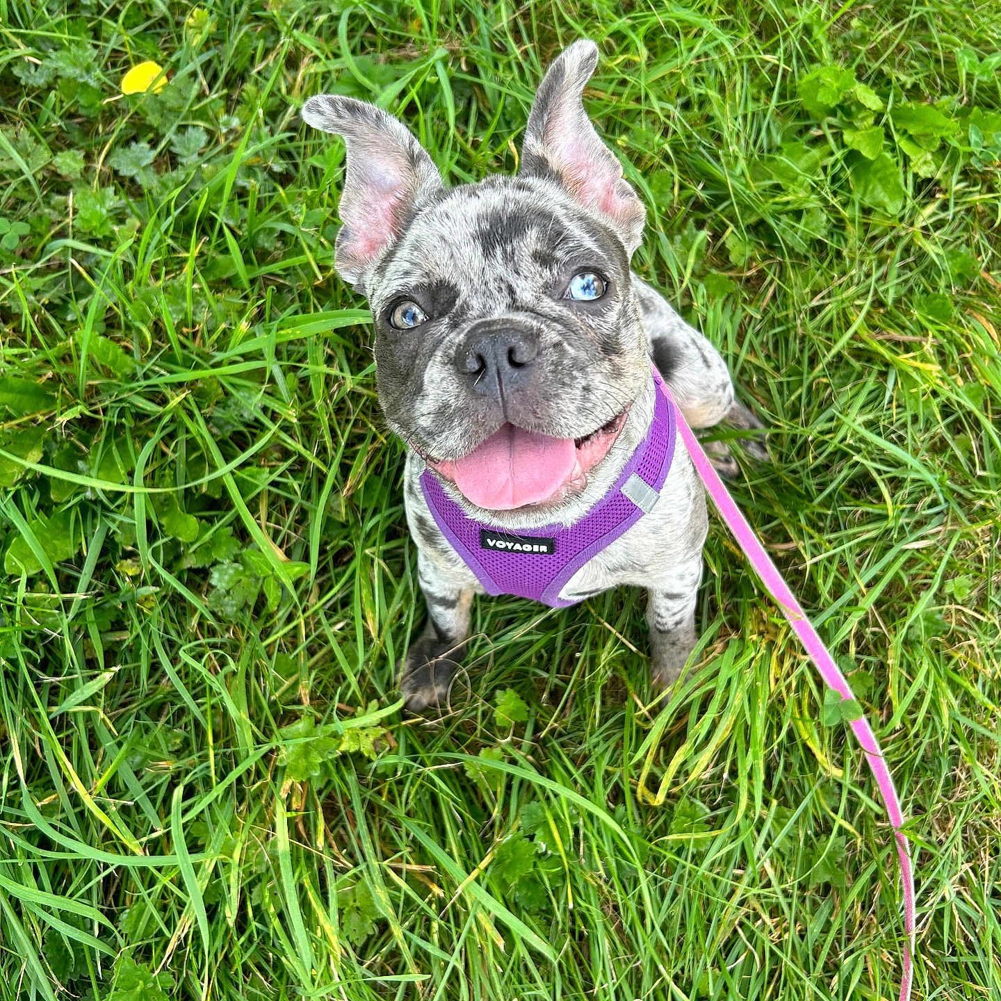 Oreo joined the competition — help win amazing prizes! animal, close_up, cute, dog, ears_up, french_bulldog, grass, greenery, happy, harness, leash, nature, outdoor, pet, playful, puppy, sitting, smiling, tongue_out, young_dog