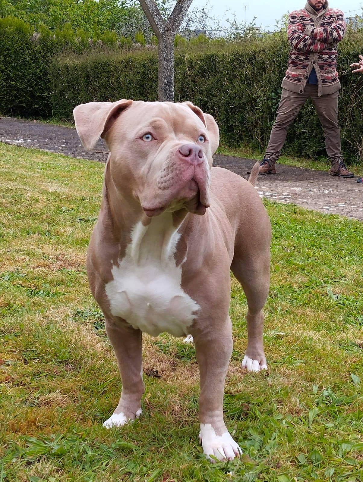 Miyo participe au concours pour gagner de l'argent avec cette photo : cargo_pants, carnivore, collar, companion_dog, dog, dog_breed, dog_collar, dogo_guatemalteco, fawn, grass, military_camouflage, molosser, non_sporting_group, plant, sky, sporting_group, terrestrial_animal, tree, working_animal, working_dog