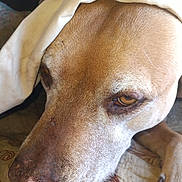 Hershey joined the competition — help win amazing prizes! dog, close_up, brown, resting, fur, nose, paw, cloth, indoor, pet, animal, portrait, calm, expression, head, canine, sleepy, texture, detail, blanket