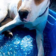 Paul Ringo is registered to the contest to win money with this photo: dog, ice_cubes, blue_tub, relaxed, cooling_off, outdoor, white_dog, brown_patch, paw, summer, pet, canine, resting, water, container, close_up, animal, daylight, shallow_depth, texture