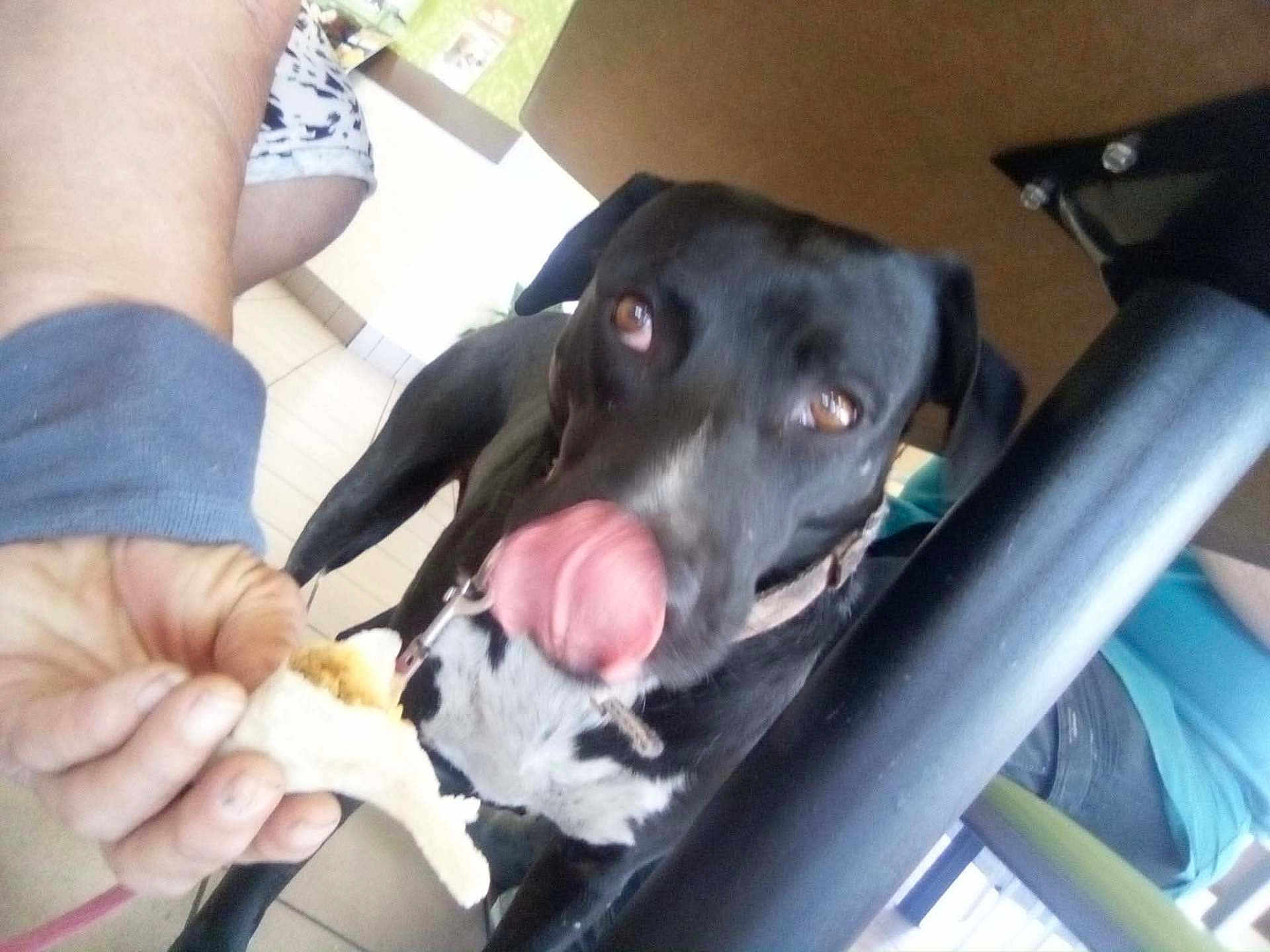 Shadow is registered to the contest to win money with this photo: dog, black_dog, white_fur, licking, tongue_out, hand, bread, indoor, table, floor, tile_floor, collar, leash, person, casual, blurred, low_angle, animal, pet, feeding