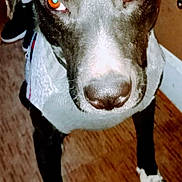 Shadow is registered to the contest to win money with this photo: dog, black_dog, white_paws, indoor, wooden_floor, pet, closeup, animal, canine, looking_at_camera, flash_reflection, ears, snout, fur, standing, domestic_animal, companion, house_pet, bright_eyes, front_legs