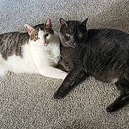 Aries And Simba joined the competition — help win amazing prizes! animals, carpet, cat, companions, cozy, cute, domestic_animals, ears, feline, floor, gray_cat, indoor, looking_at_camera, lying_down, pets, resting, striped_cat, tails, two_cats, whiskers