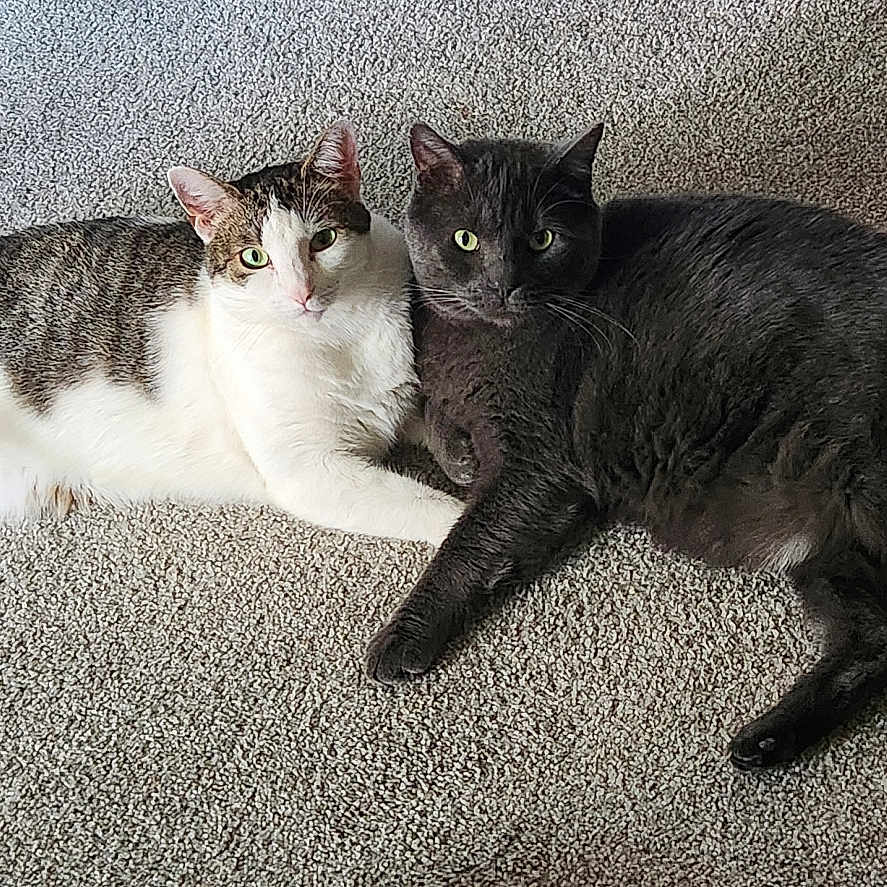 Aries And Simba joined the competition — help win amazing prizes! animals, carpet, cat, companions, cozy, cute, domestic_animals, ears, feline, floor, gray_cat, indoor, looking_at_camera, lying_down, pets, resting, striped_cat, tails, two_cats, whiskers