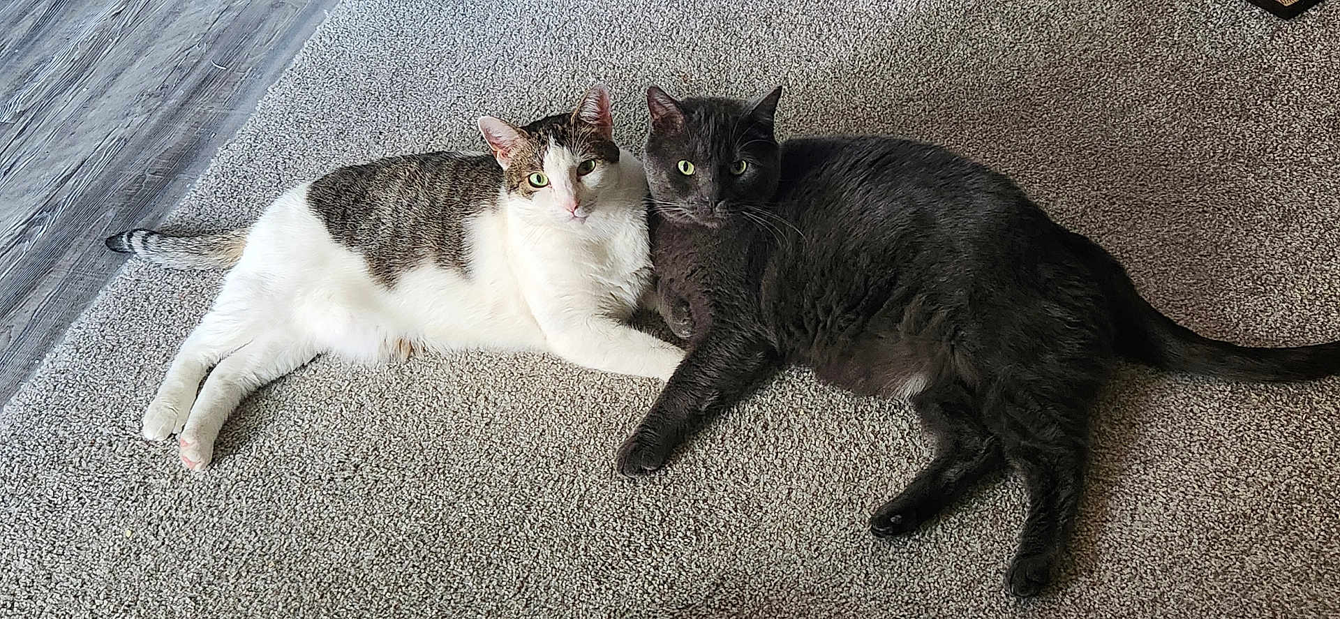 Aries And Simba joined the competition — help win amazing prizes! animals, carpet, cat, companions, cozy, cute, domestic_animals, ears, feline, floor, gray_cat, indoor, looking_at_camera, lying_down, pets, resting, striped_cat, tails, two_cats, whiskers