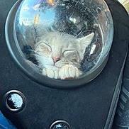 Pip is registered to the contest to win money with this photo: cat, sleeping, pet_carrier, bubble_window, scratched, black, backpack, cozy, paw, nose, whiskers, indoor, closeup, transport, reflection, zipper, fabric, circular_window, cute, animal