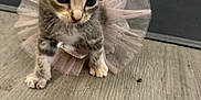 Pip is registered to the contest to win money with this photo: adorable, animal, cat, closeup, curious, cute, feline, floor, furry, indoor, kitten, pet, pink, playful, small, soft, tabby, tutu, walking, young