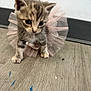 Pip is registered to the contest to win money with this photo: kitten, cat, tutu, pink, floor, small, cute, furry, pet, animal, indoor, curious, walking, adorable, young, tabby, soft, playful, closeup, feline