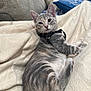 cat, kitten, gray_tabby, pet, feline, lying_down, blanket, harness, indoor, cozy, relaxed, cute, fur, whiskers, ears, tail, couch, cushion, home, resting
