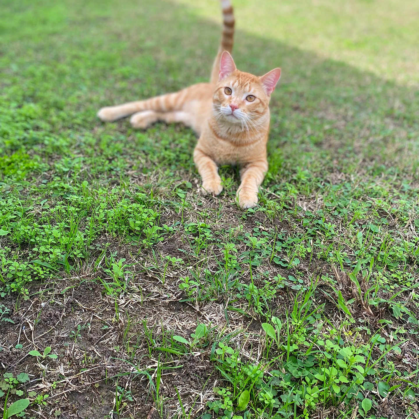Chicken Nugget joined the competition — help win amazing prizes! abyssinian, animal, backyard, cat, field, grass, grassland, green, herbal, herbs, kitten, lawn, manx, nature, outdoors, pet, plant, soil, vegetation, yard