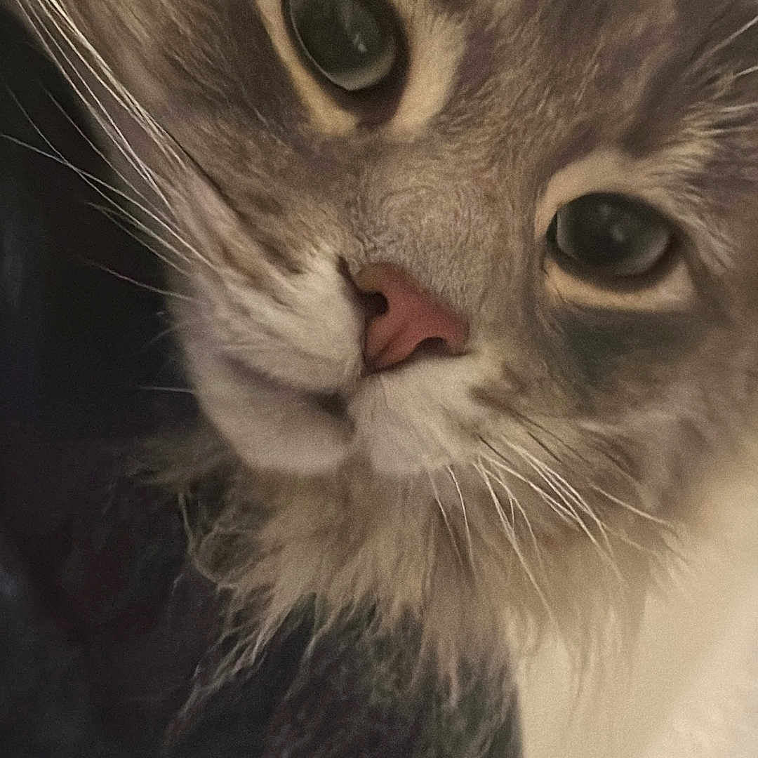 Mosey