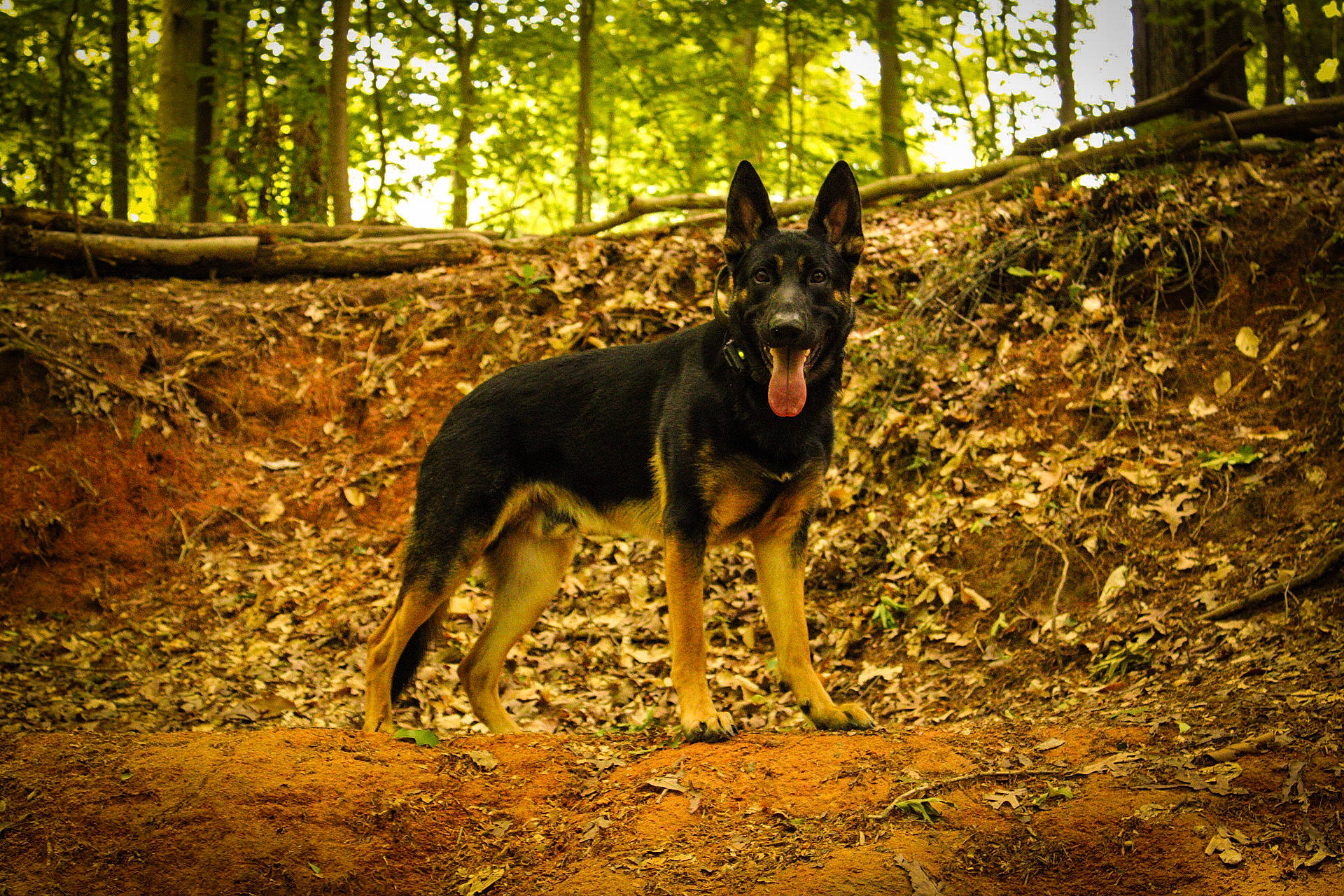 Arrow joined the competition — help win amazing prizes! carnivore, dog, dog_breed, fawn, forest, grass, jungle, northern_hardwood_forest, old_growth_forest, plant, soil, sunlight, temperate_broadleaf_and_mixed_forest, terrestrial_animal, tree, trunk, wildlife, wood, woodland, working_animal