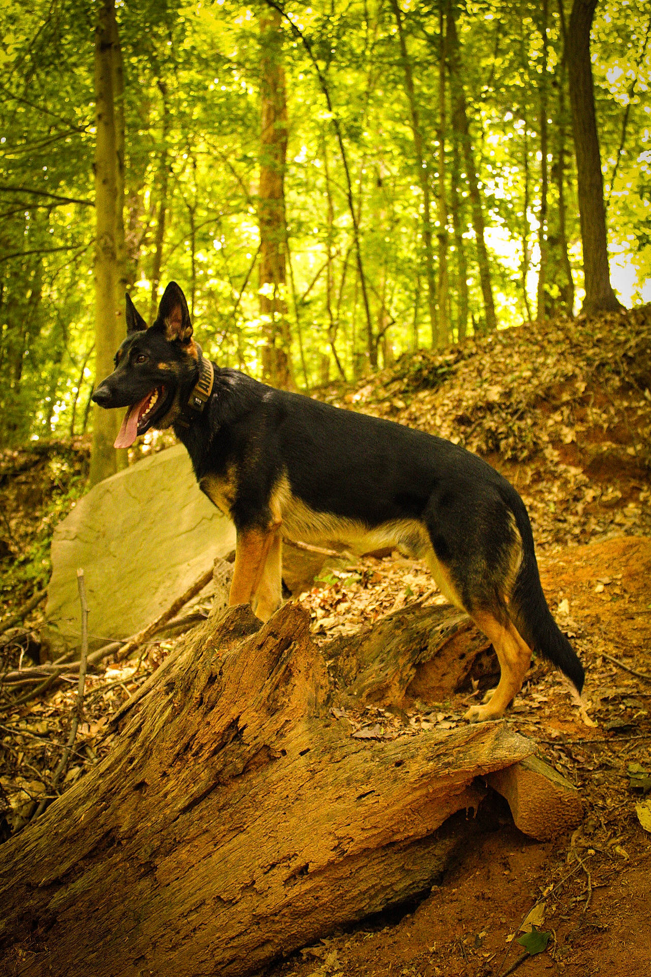 Arrow joined the competition — help win amazing prizes! biome, canidae, carnivore, dog, dog_breed, forest, jungle, natural_landscape, northern_hardwood_forest, old_growth_forest, plant, tail, temperate_broadleaf_and_mixed_forest, terrestrial_animal, tree, trunk, wildlife, wood, woodland, working_animal