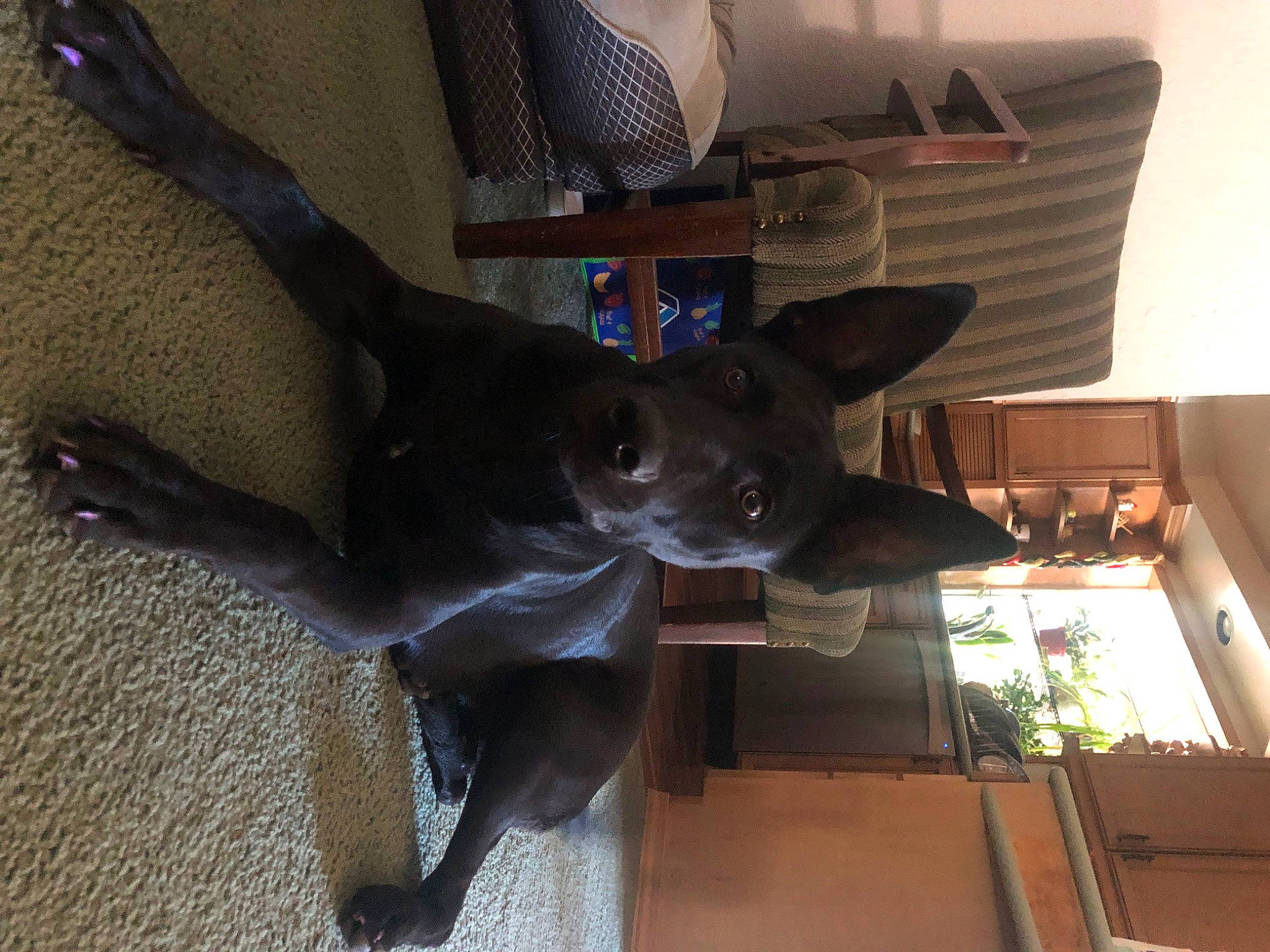 Pirate is registered to the contest to win money with this photo: art, canidae, carnivore, dog_breed, fawn, felidae, fur, metal, russian_blue, sculpture, small_to_medium_sized_cats, snout, sporting_group, tail, terrestrial_animal, tree, whiskers, window, wood, working_animal