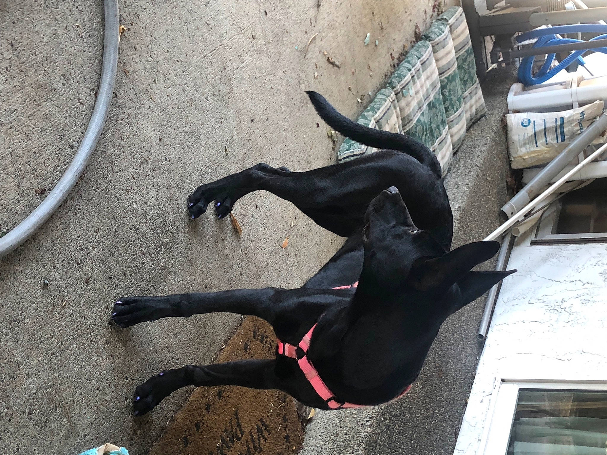 Pirate is registered to the contest to win money with this photo: acrobatics, adventure, asphalt, carmine, fashion_accessory, foot, human_leg, knee, leggings, personal_protective_equipment, public_event, recreation, road_surface, shadow, spandex, sportswear, swimwear, tail, thigh, wetsuit