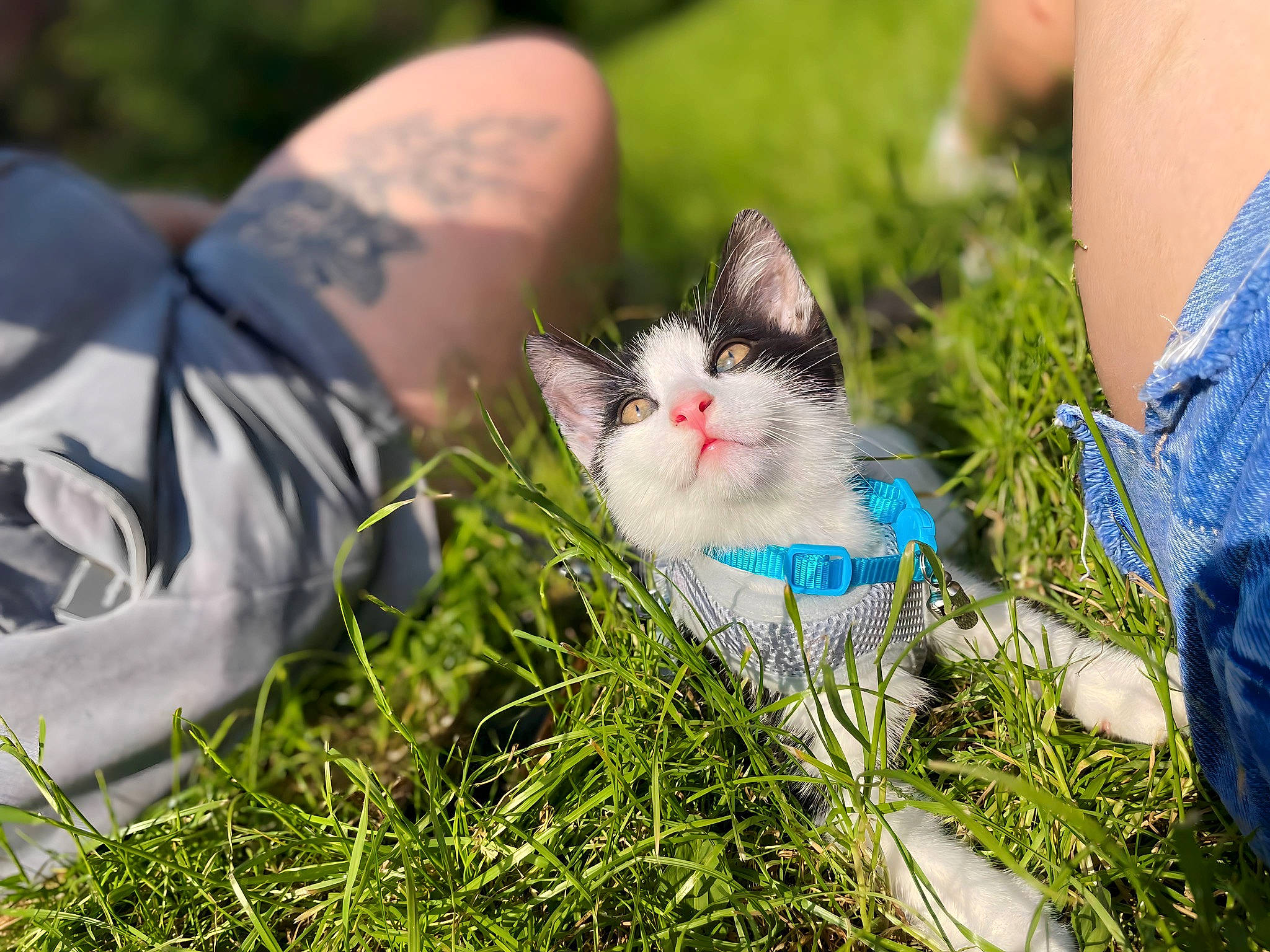 Bowie joined the competition — help win amazing prizes! carnivore, cat, fawn, felidae, foot, grass, grass_family, grassland, happy, human_leg, lawn, leg, meadow, morning, people_in_nature, plant, small_to_medium_sized_cats, sunlight, tree, whiskers