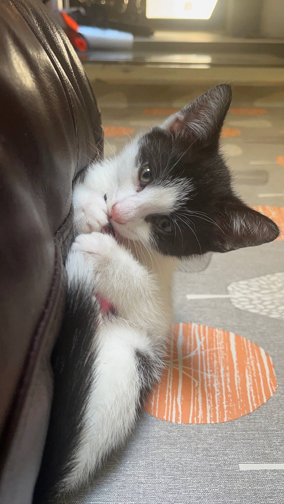 Bowie joined the competition — help win amazing prizes! carnivore, cat, claw, comfort, domestic_short_haired_cat, felidae, flooring, foot, fur, human_leg, lap, paw, small_to_medium_sized_cats, snout, tail, whiskers