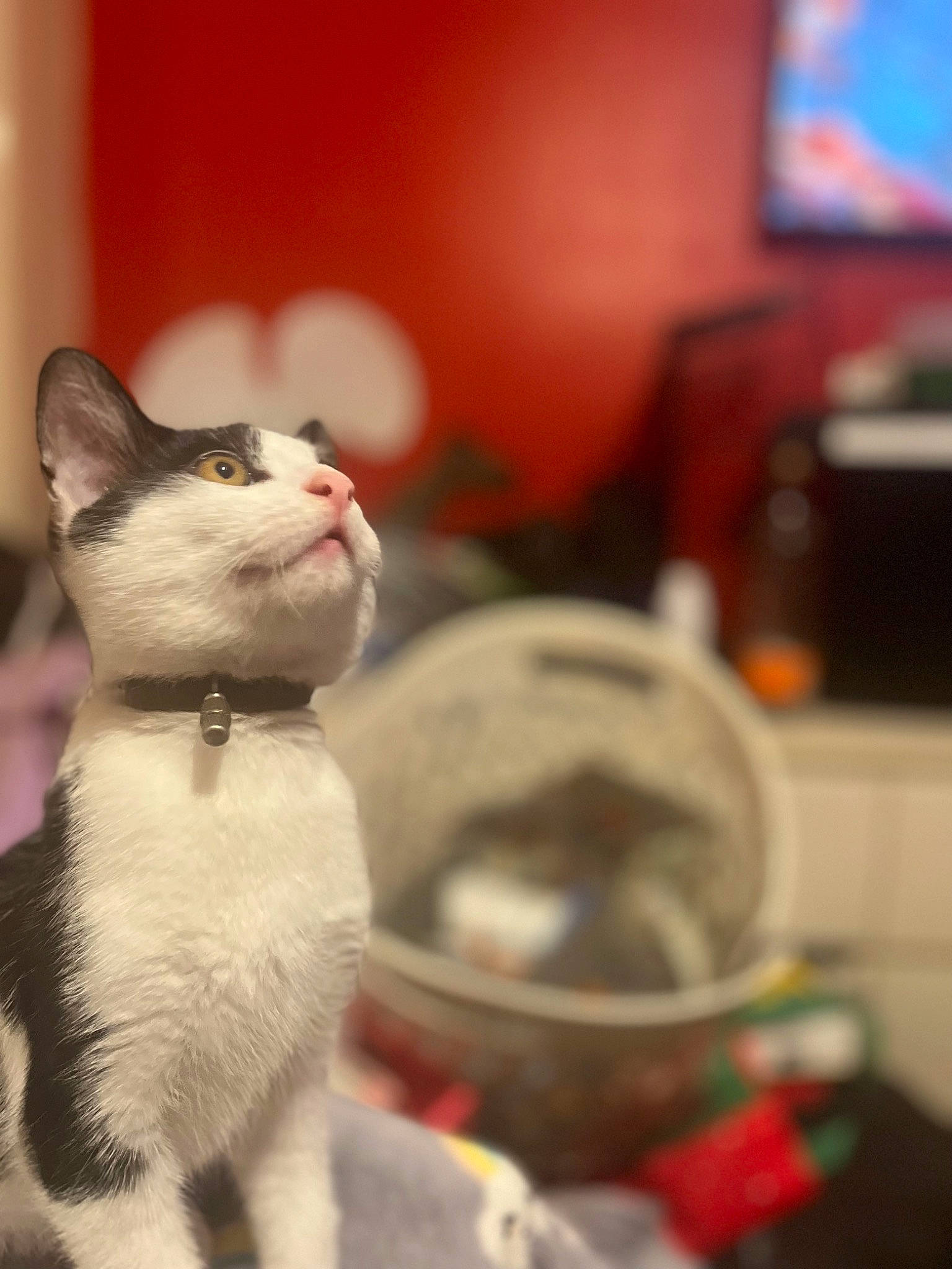 Bowie is registered to the contest to win money with this photo: carmine, carnivore, cat, collar, display_device, domestic_short_haired_cat, felidae, fur, led_backlit_lcd_display, paw, personal_protective_equipment, pet_supply, room, small_to_medium_sized_cats, snout, tail, television, whiskers