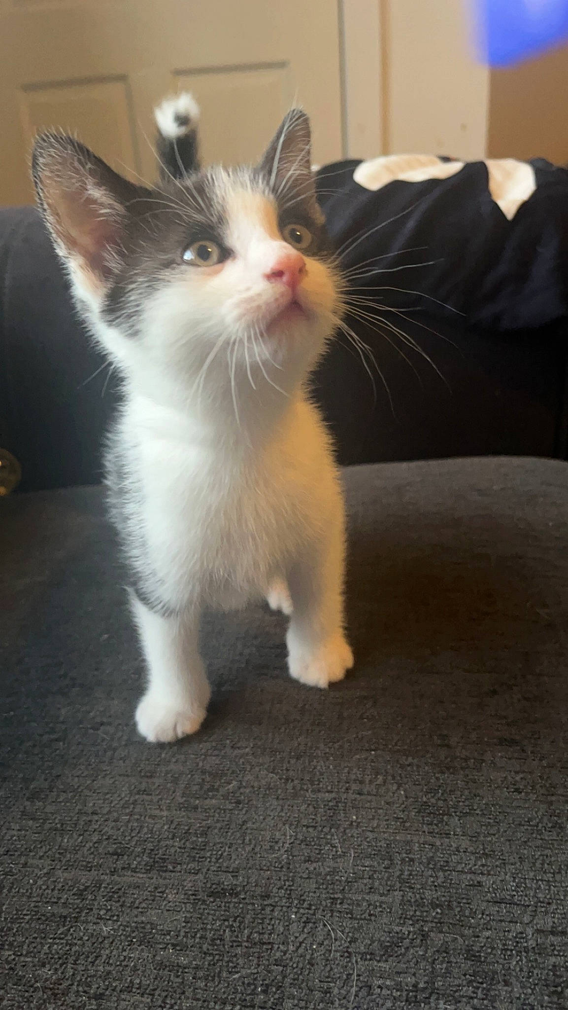 Bowie is registered to the contest to win money with this photo: carnivore, cat, claw, domestic_short_haired_cat, felidae, flooring, fur, hardwood, paw, small_to_medium_sized_cats, snout, tail, whiskers