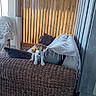 puppy, dog, couch, woven_furniture, wooden_blinds, pillows, blanket, indoor, cozy, sunlight, pet, curious, small_dog, floor, home, room, furniture, domestic, animal, cute