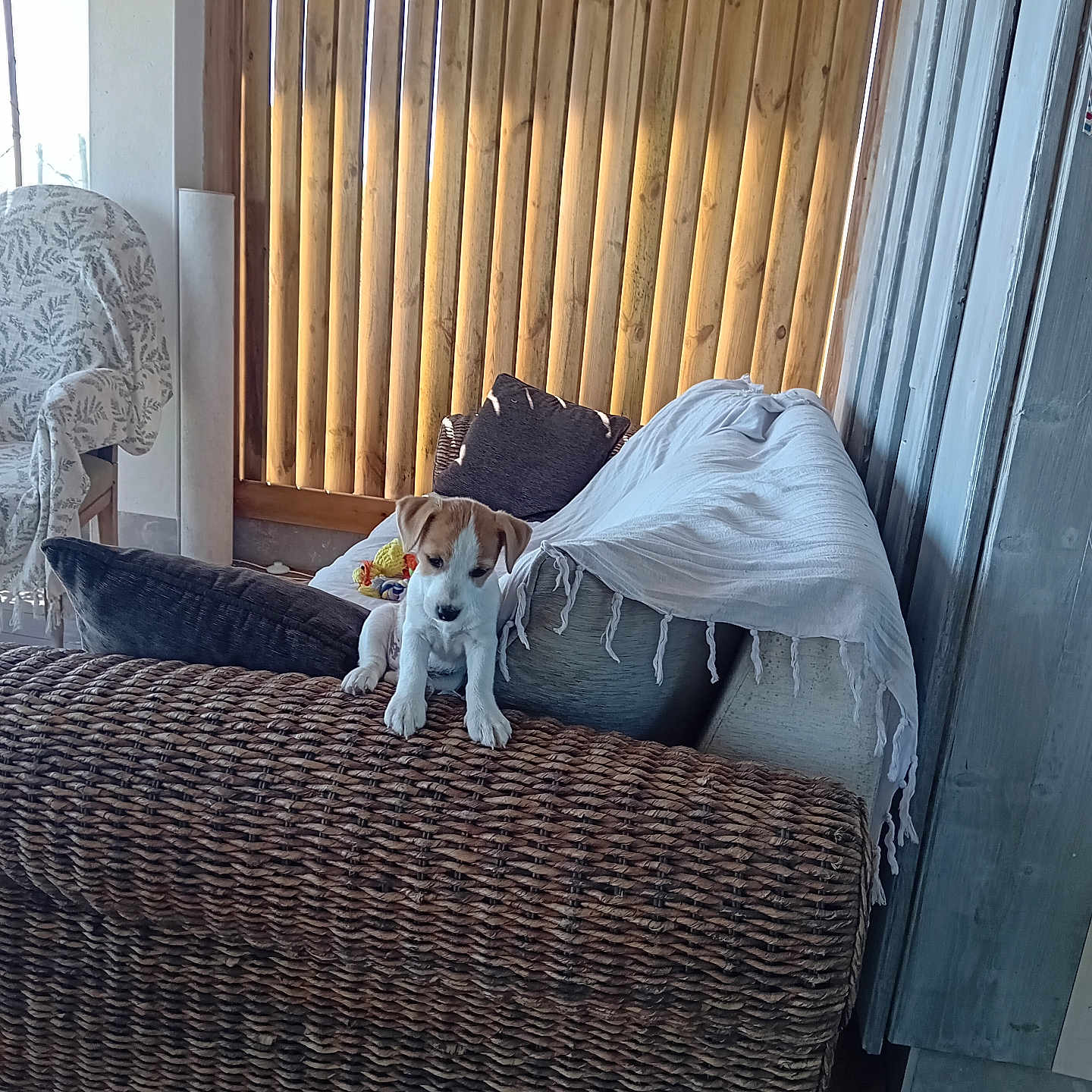 Stella participe au concours pour gagner de l'argent avec cette photo : puppy, dog, couch, woven_furniture, wooden_blinds, pillows, blanket, indoor, cozy, sunlight, pet, curious, small_dog, floor, home, room, furniture, domestic, animal, cute