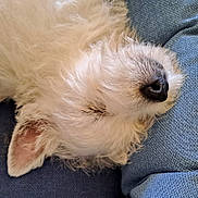 Alma a rejoint le concours — aidez-le/la à gagner de superbes lots ! dog, sleeping, close_up, fluffy, white_fur, nose, ear, pet, resting, animal, canine, cute, relaxed, indoor, texture, fabric, blue, fur, portrait, calm