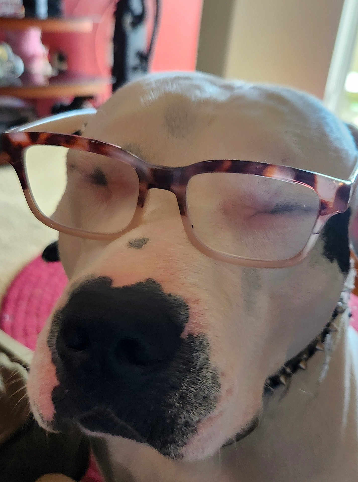 Apollo Creed Douglas joined the competition — help win amazing prizes! dog, white_dog, black_spots, glasses, close_up, pet, indoor, sleeping, napping, face, nostrils, snout, collar, furniture, blurred_background, tortoiseshell_glasses, animal, domestic_dog, resting, cute