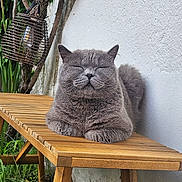 Sherlock participe au concours pour gagner de l'argent avec cette photo : animal, bench, cat, closeup, daylight, feline, fluffy, garden, gray_cat, greenery, lantern, nature, outdoor, peaceful, pet, relaxed, resting, tree, wall, wooden_bench