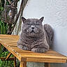 animal, bench, cat, closeup, daylight, feline, fluffy, garden, gray_cat, greenery, lantern, nature, outdoor, peaceful, pet, relaxed, resting, tree, wall, wooden_bench