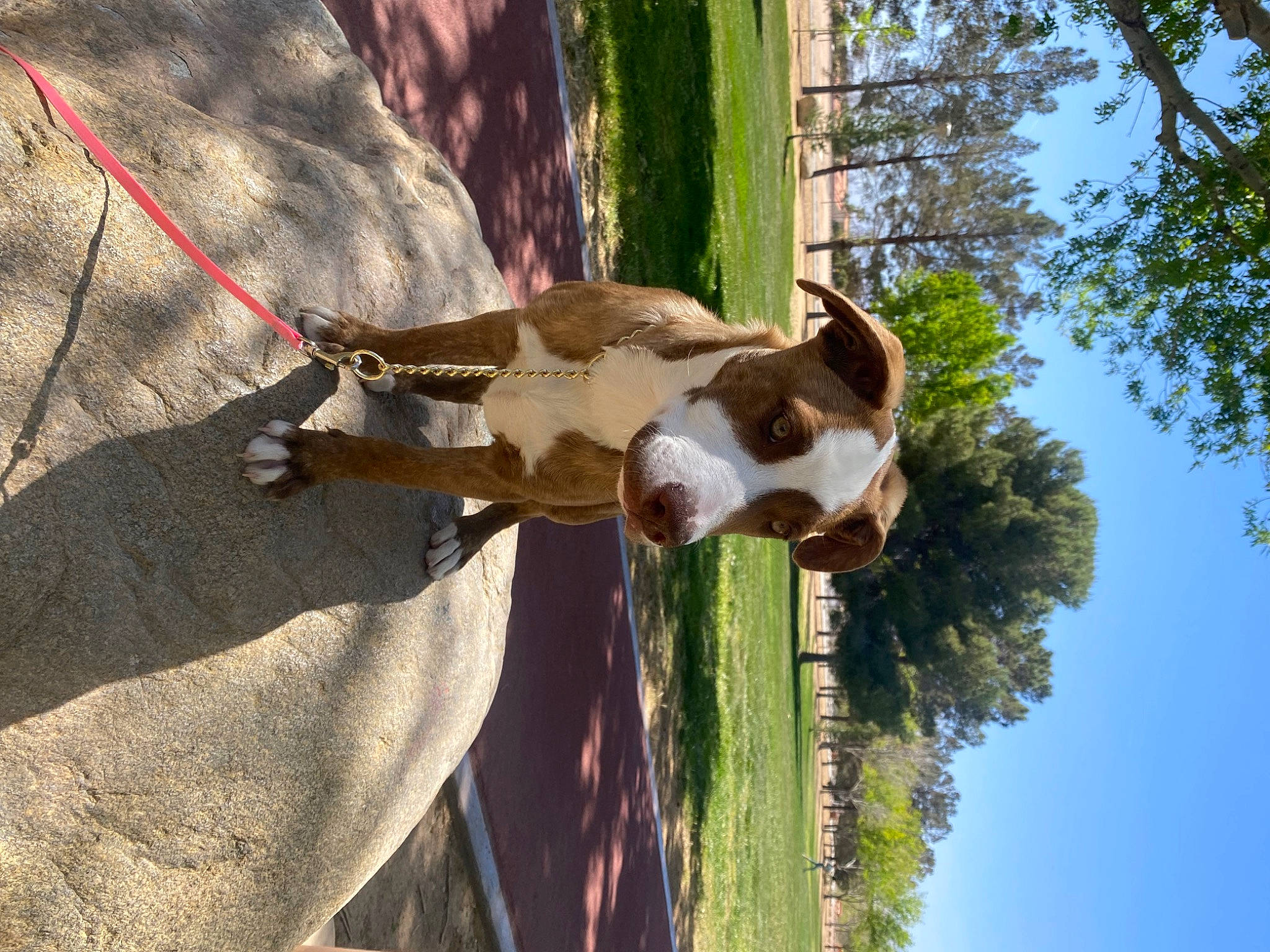 Remi joined the competition — help win amazing prizes! branch, canidae, carnivore, collar, dog_breed, fawn, giraffe, giraffidae, grass, landscape, plant, sky, sporting_group, tail, terrestrial_animal, tree, trunk, twig, wood, working_animal