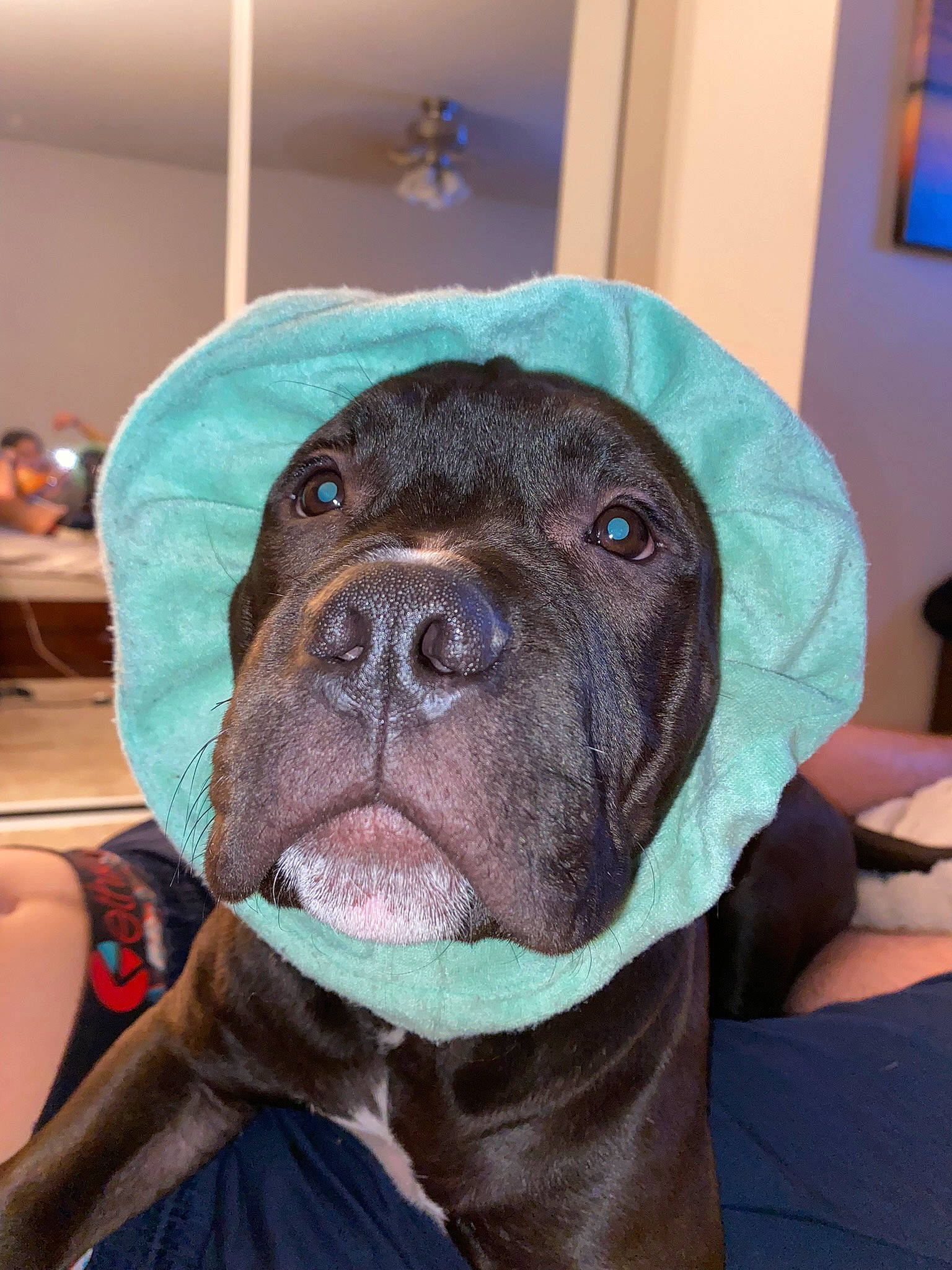 Uzzii is registered to the contest to win money with this photo: canidae, carnivore, chair, collar, companion_dog, dog, dog_breed, dog_supply, fawn, fur, liver, pet_supply, picture_frame, pug, snout, sporting_group, toy_dog, whiskers, working_animal, wrinkle